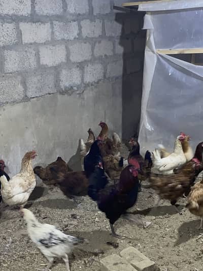 Golden misri murghi for sale