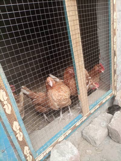aseel chicks and aseel for sale and egg laying lohman brown for sale