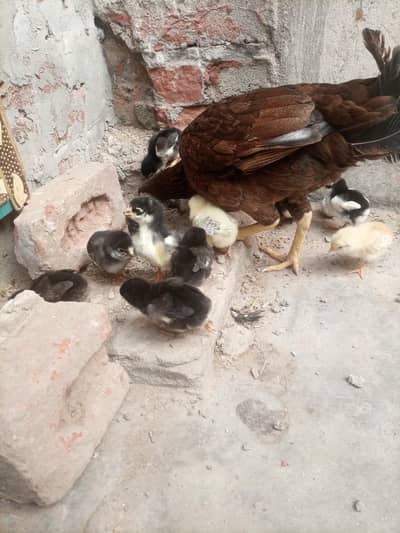 aseel chicks and aseel for sale and egg laying lohman brown for sale