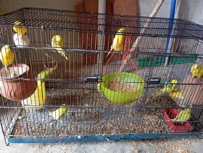 selling my parriots. . . . 4 pairs and 2 others only