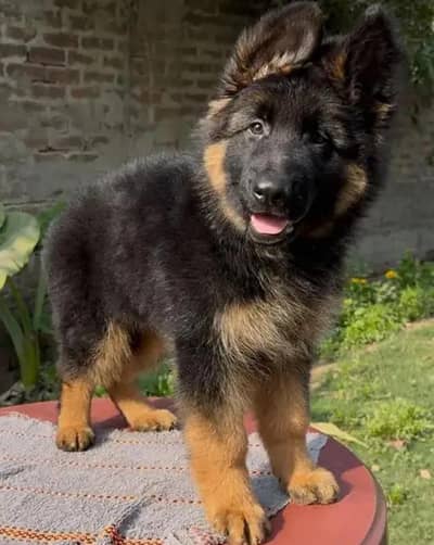German Shepherd male puppy for sale 03455844937 my WhatsApp