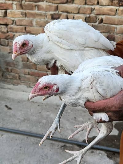 Heera Aseel Chicks Pair