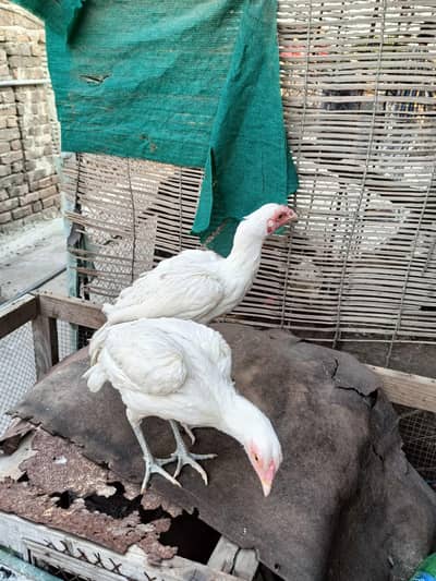 Heera Aseel Chicks Pair