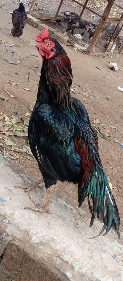 Black Aseel Mushka murgha sale in Jhelum