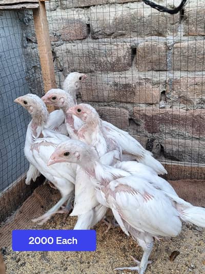 Heera Aseel Chicks