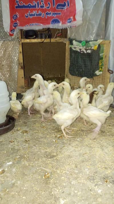 Aseel Chicks Heera Aseel  chicks  (  03204661930  )