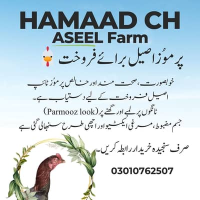 ASEEL BREED BREADER MALE