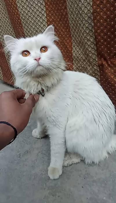 Russian male cats for sell