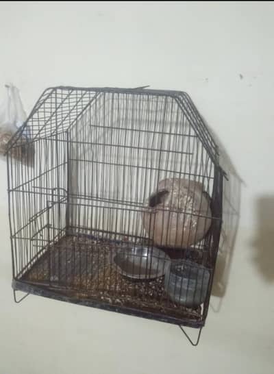 cage sale 03054508302