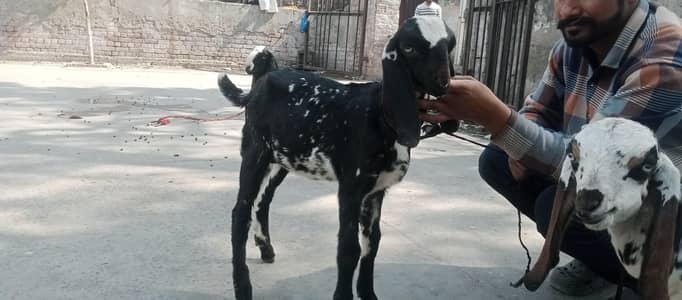 male and female bachy 45 daye age