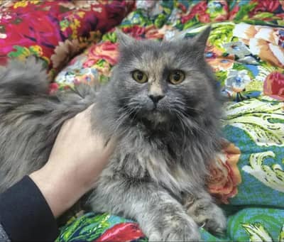 Pure Persian Female Cat – Long Hair – Healthy & Fluffy