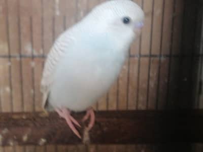 Rainbows, Exi and king size budgies