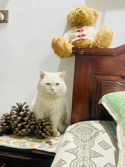 Purebred Persian Male Cat - Healty and friendly