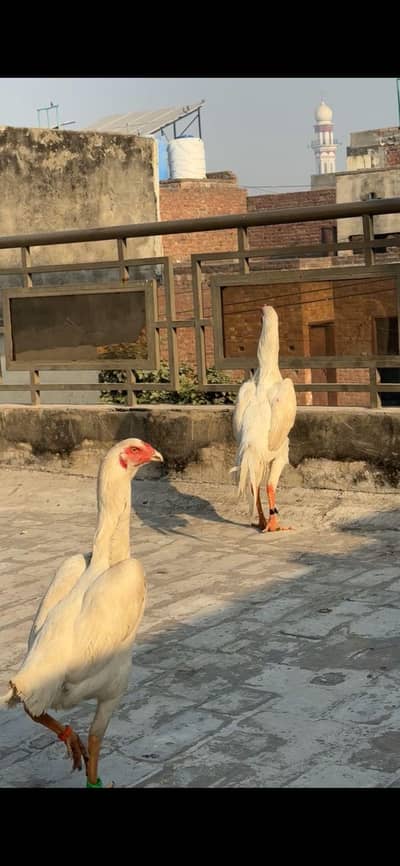 Pure Japanese OH Shamo paper white Female.