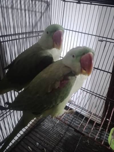 butifull kashmiri raw parrot pair for sale