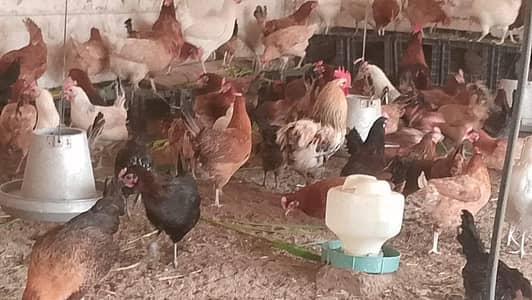 golden misri hens for sale in haripur hazara