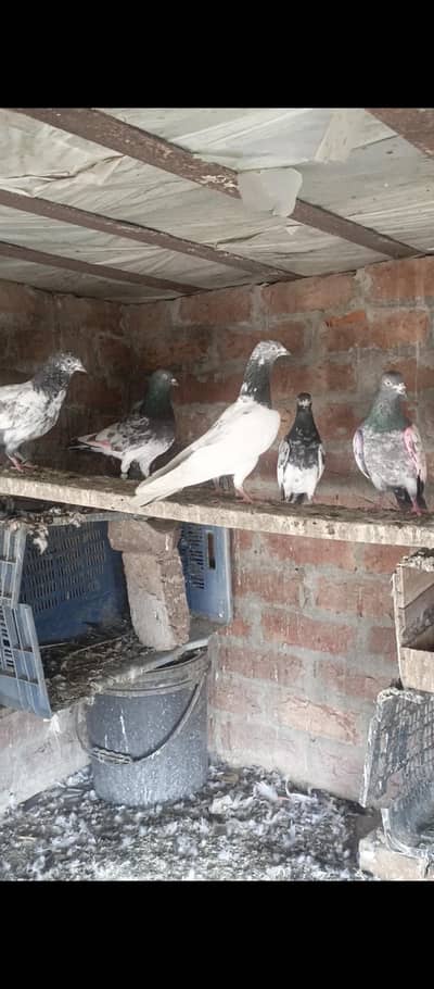 pigeon for sale
