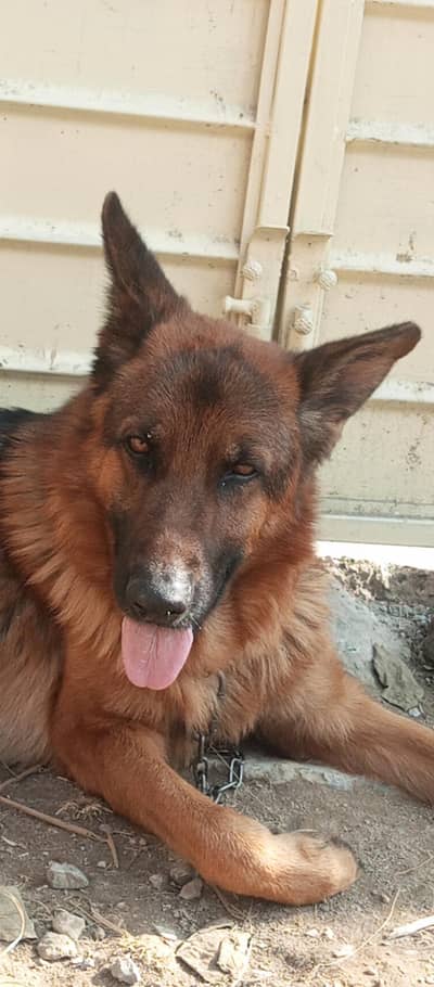 German Shepherd for sale