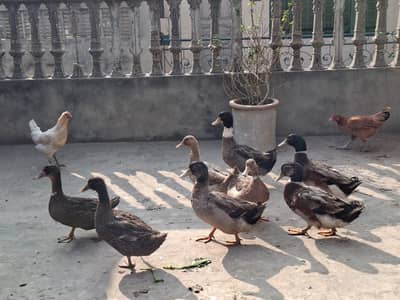 5 duck pair for sale 03234985261