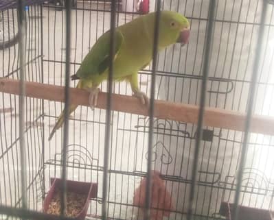 Green parrot | pahari | talking | Female parrot