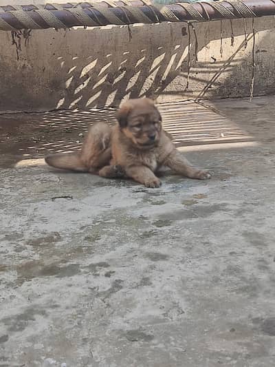 bakarwal female puppy for sale