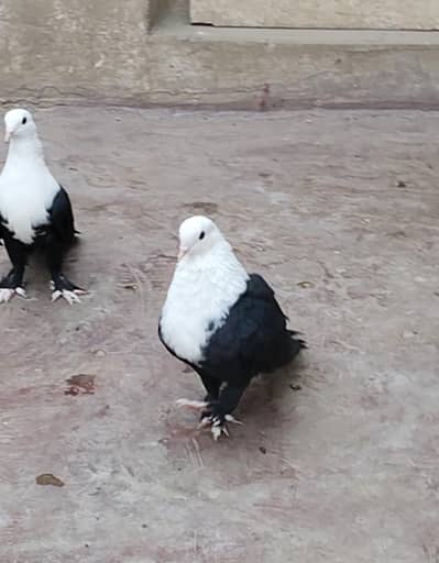 karbalai pigeon
