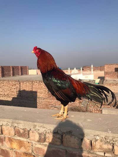 Aseel murga mianwali