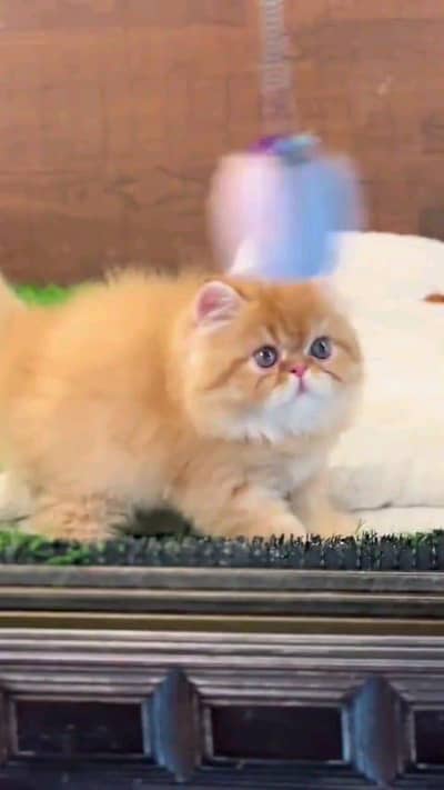 Persian cat for sale male or femalemy WhatsApp number 03297552620