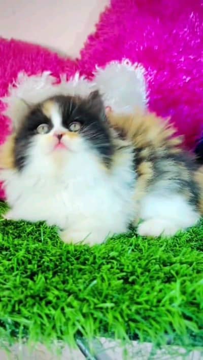 Persian cat for sale male or femalemy WhatsApp number 03297552620
