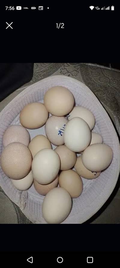 fresh aseel fertile eggs