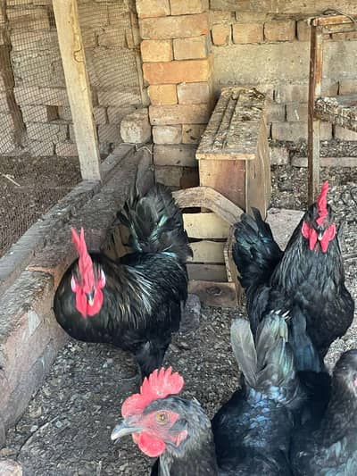 Buff male , buff egg , austrlop egg  video on demand