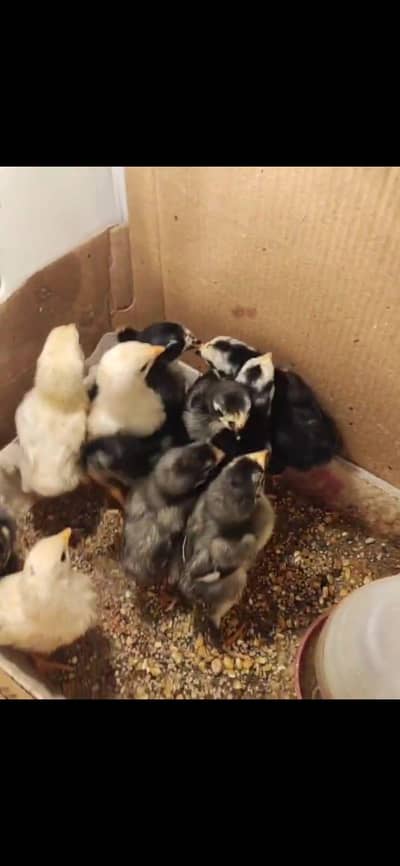 king shamo or blsck shamo chick what's app 03/11/46/87/659