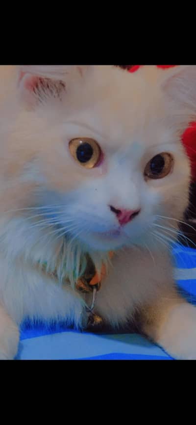 Golden Brown Persian Cat