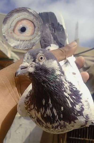 Teddi golden pigeons