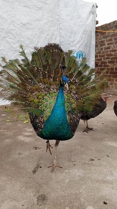 peacock  male