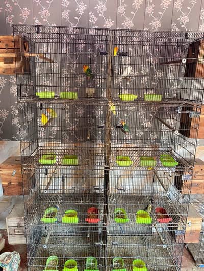 love bird Alla satap All brader pair