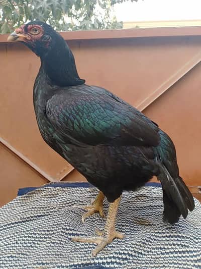 top quality one year old mushki aseel hen available