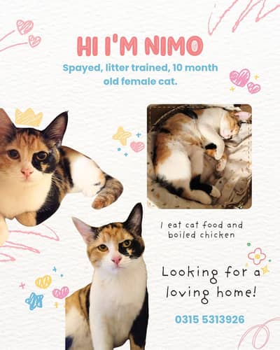 Spayed, Neutered. Female Cat. Vaccinated. Dewormed. Litter trained