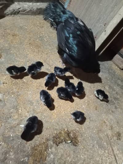 11 hen baby for sell