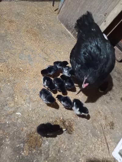 11 hen baby for sell