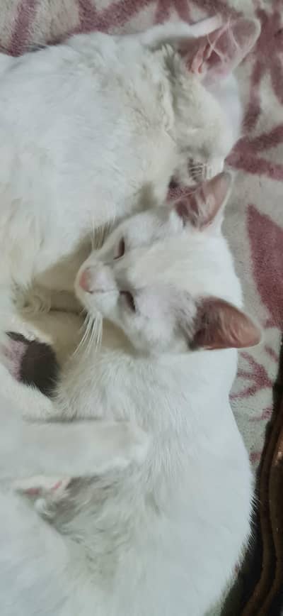 Persian cats for sale age 5 months