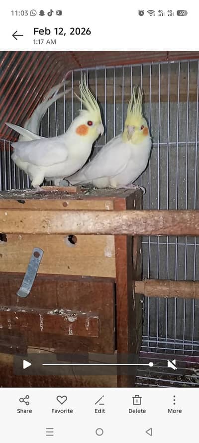 pair of beautiful cockatiel