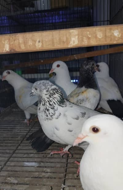 Mashallah Beautiful Birds  Total 8 piece