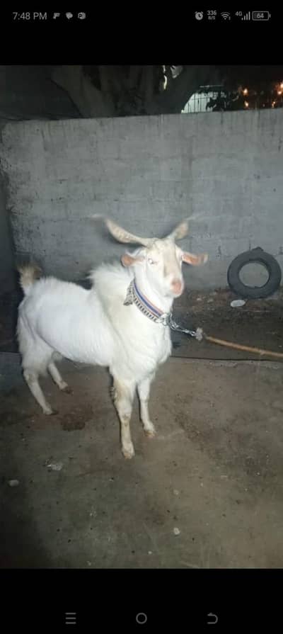 teddy bakra urgent sale karna hai location Karachi 03708615145