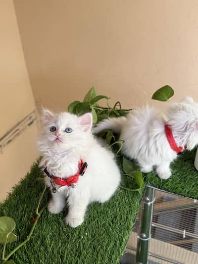 Persian Kittens Available – Semi Punch Face, Extra Fluffy