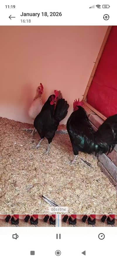 Australorp healthy and active