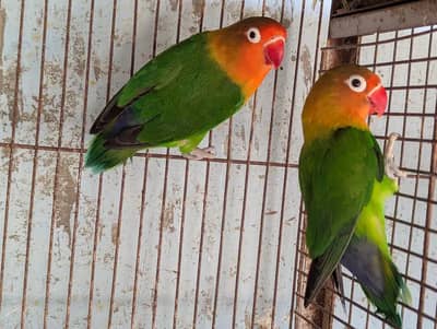 Green Fisher Breeder Pathay - Parblue Blue Opaline Palefallow Albino