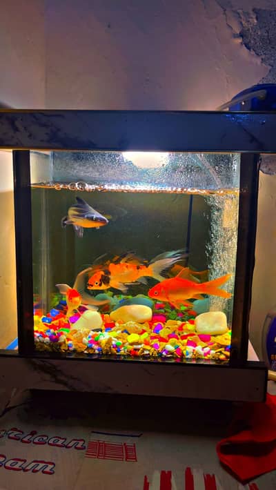 Aquarium with light and big pump and 4 fishes