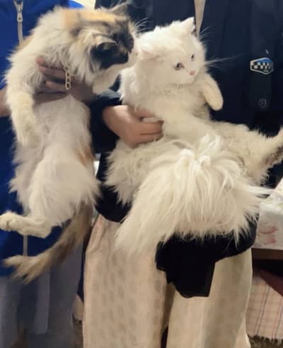 "Beautiful Triple Coat Calico Persian Cat for sell