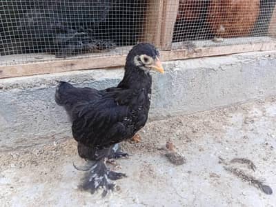Black Brahma And Australorp Heritage Eggs and Chicks For Sell